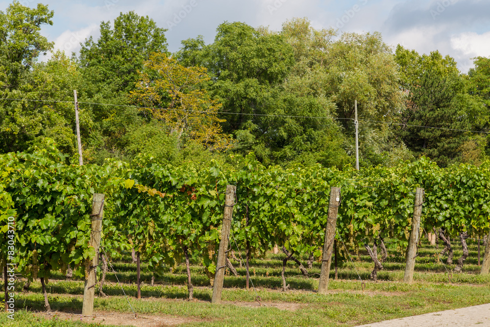 Side View of Grape Plantations