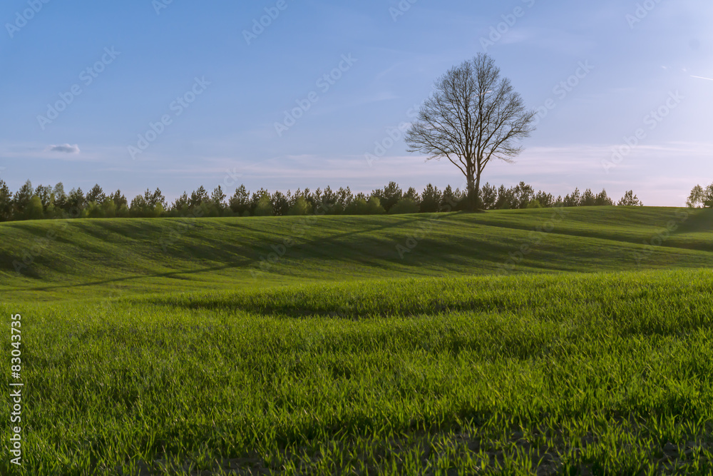 Green hilly field with lonely tree on horizon and blue sky Green hilly field with lonely tree on horizon and blue sky
