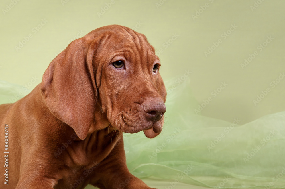  Dog Hungarian Vizsla pointer