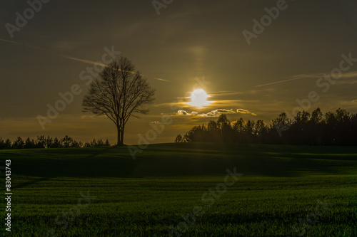 Sunset on hilly field with lonely tree on horizon
