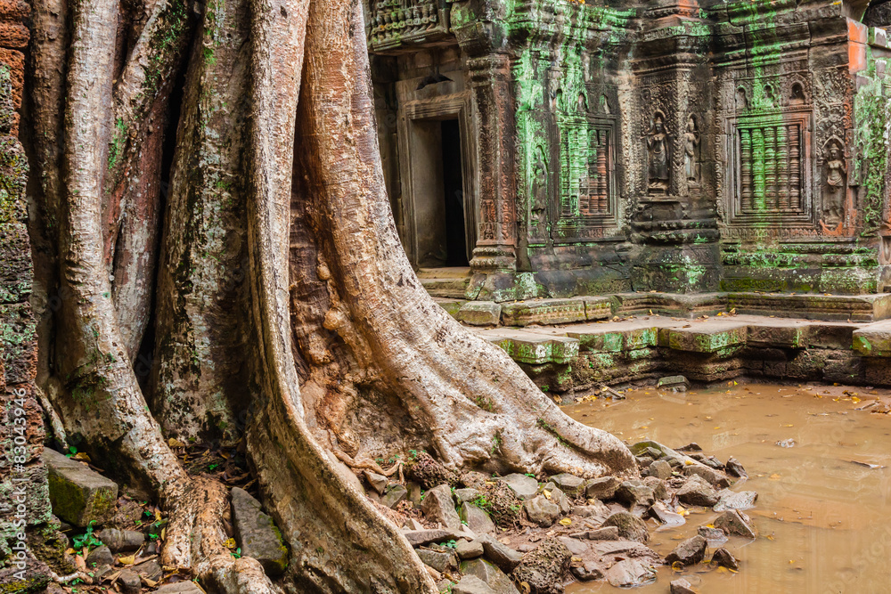 Obraz premium Ta Prohm Temple, Angkor, near Siem Reap, Cambodia