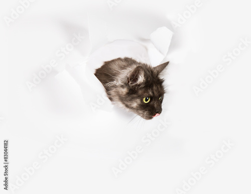 Fototapeta Naklejka Na Ścianę i Meble -  gatto curiosone