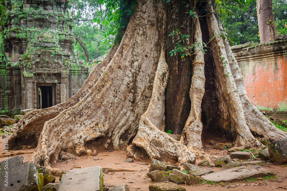 Ta Prohm Temple, Angkor, near Siem Reap, Cambodia Ta Prohm Temple, Angkor, near Siem Reap, Cambodia