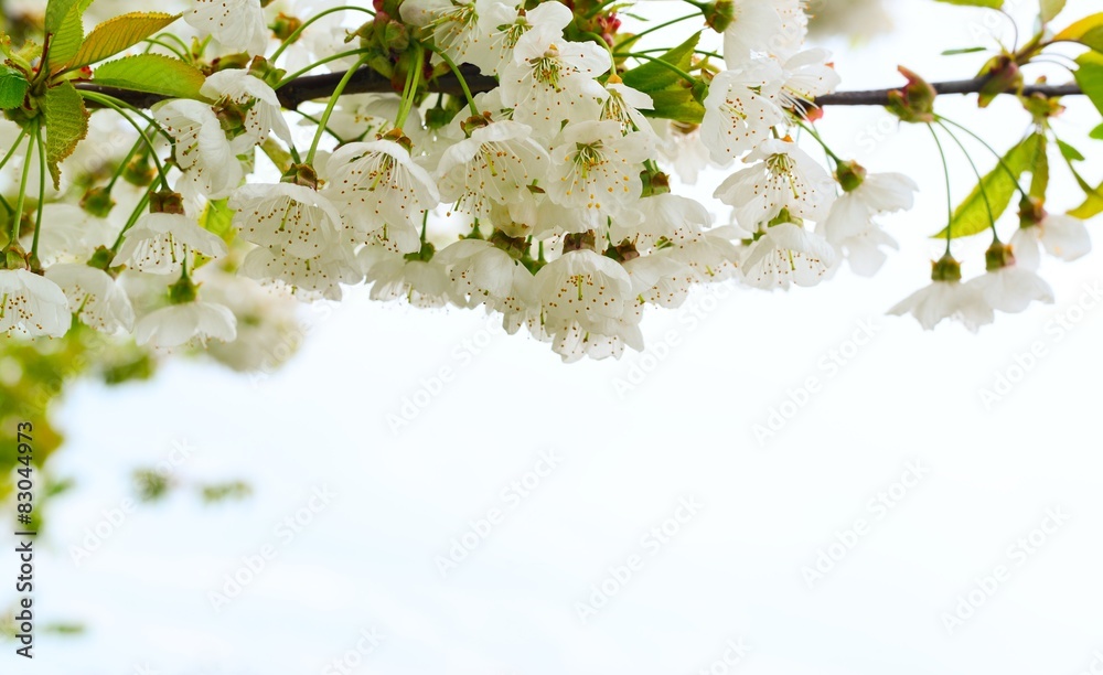 White flowers on a white background.