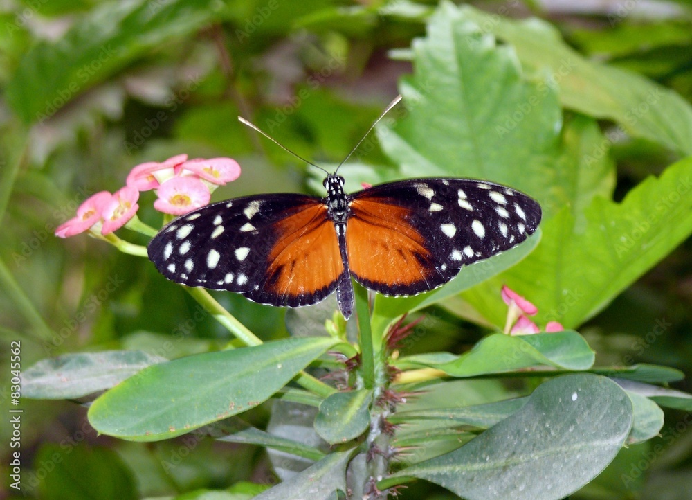 Obraz premium Papillon