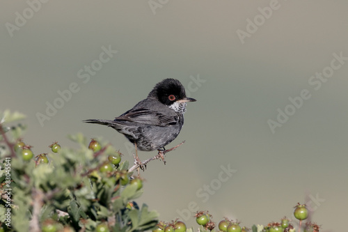 Cyprus warbler, Sylvia melanothorax photo