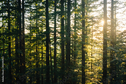 Pine trees along the Mirror Lake Trail at sunset, in Mount Hood