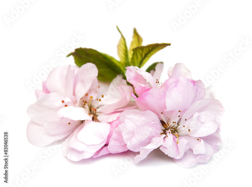 Sakura blossom on a white background