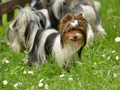 Fototapeta Naklejka Na Ścianę i Meble -  Biewer-Yorkshire terrier