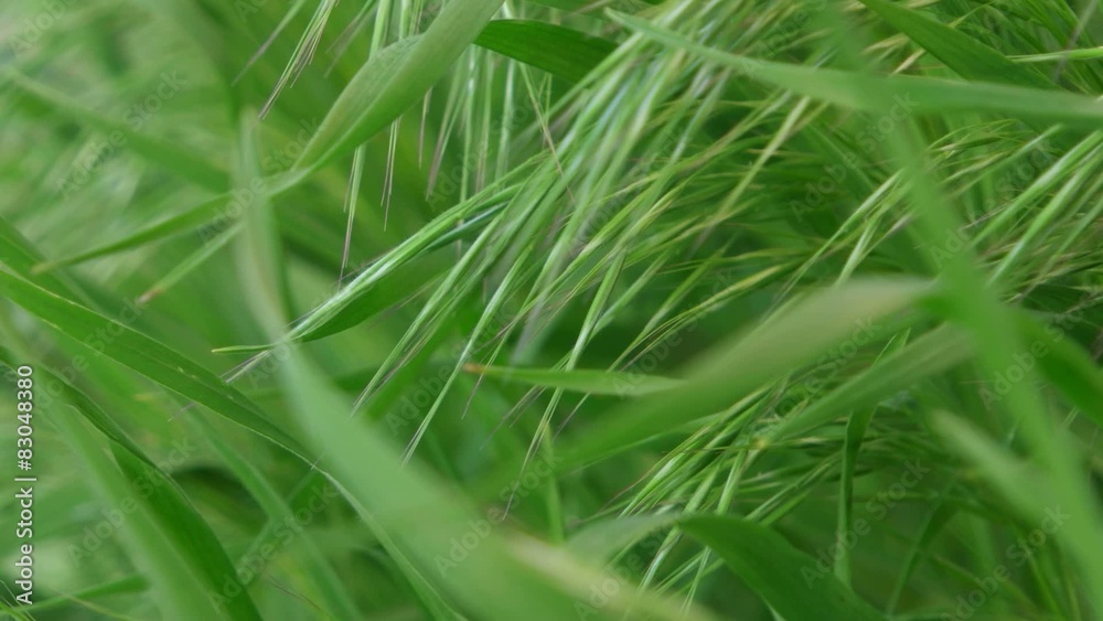 Spring grass macro close up Spring grass macro close up