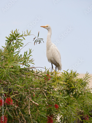 Obraz w ramie Cattle Egret 