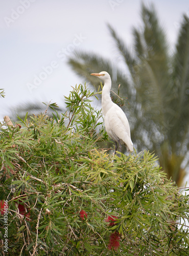 Obraz w ramie Cattle Egret 