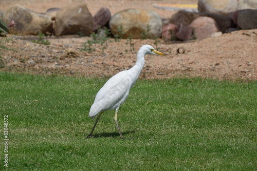 Obraz w ramie Cattle Egret 