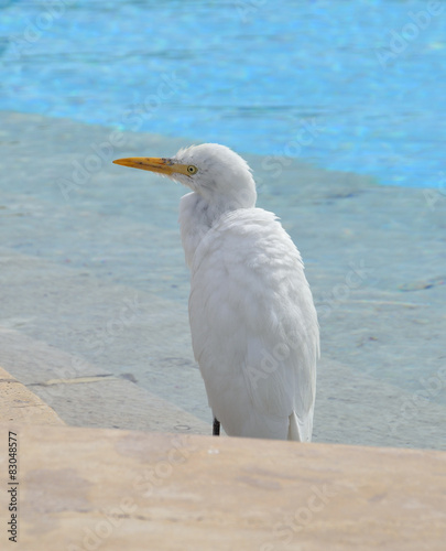 Obraz w ramie Cattle Egret 
