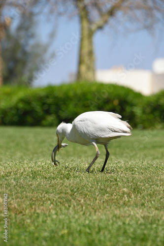 Obraz w ramie Cattle Egret 