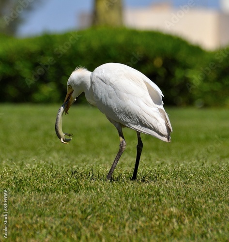 Obraz w ramie Cattle Egret 