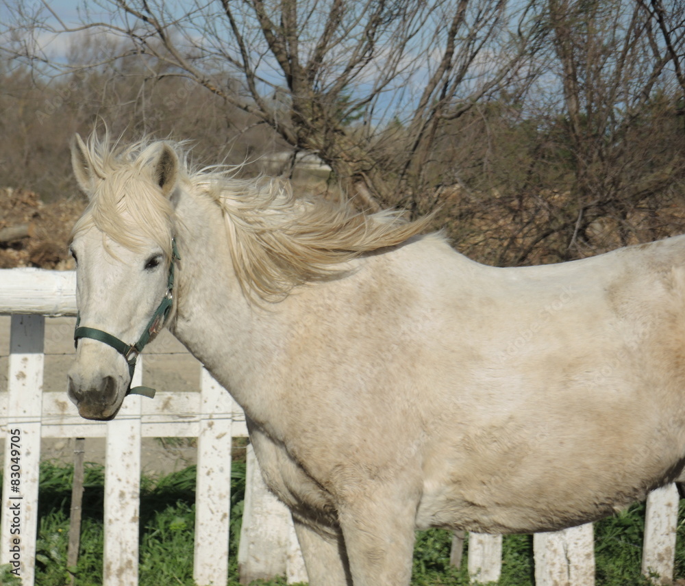 Obraz premium Cheval au vent