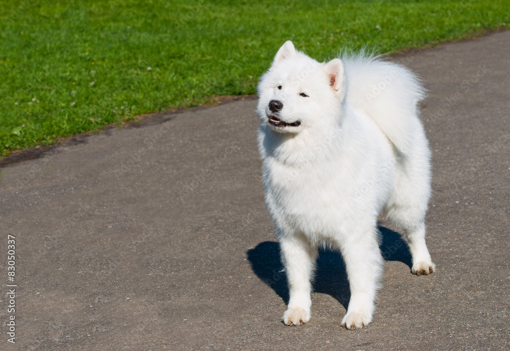 Samoyed with grin stands in the city park.