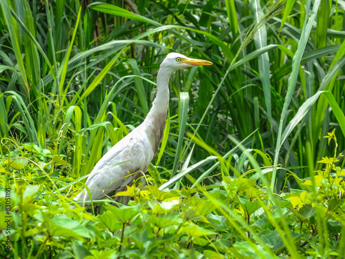 egret