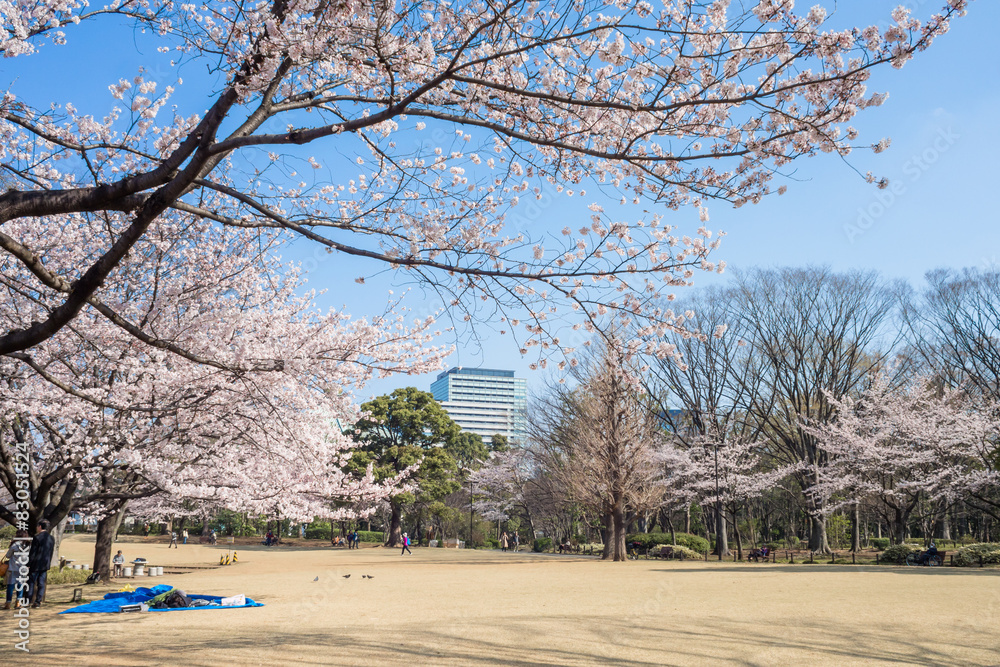 Spring cherry blossoms in Kitanomaru park,Tokyo Spring cherry blossoms in Kitanomaru park,Tokyo