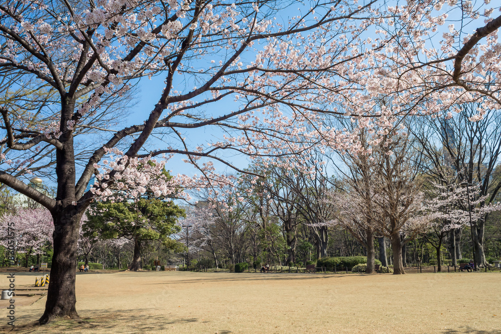 Spring cherry blossoms in Kitanomaru park,Tokyo Spring cherry blossoms in Kitanomaru park,Tokyo