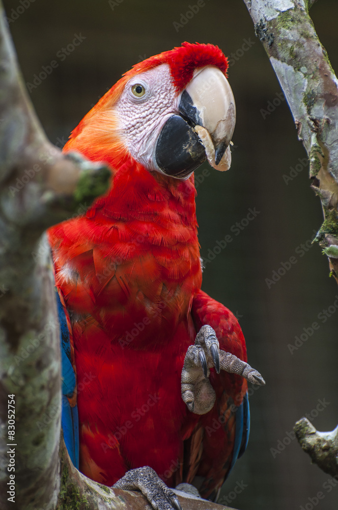 Macaw - Ara ararauna, Ecuador