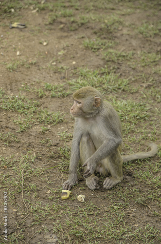 Monkey of temple
