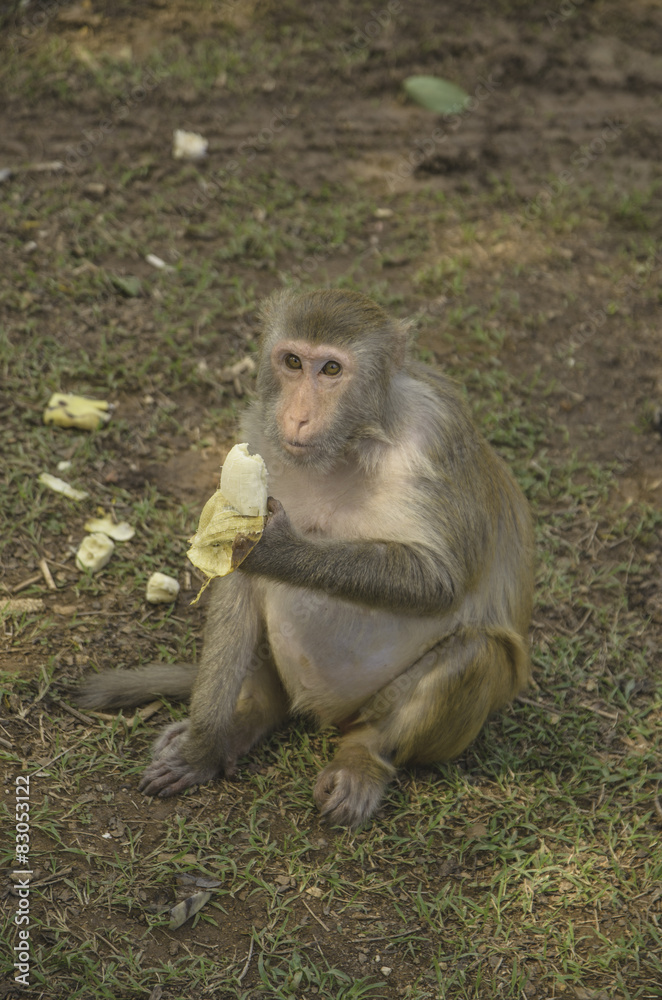 Obraz premium Alone monkey