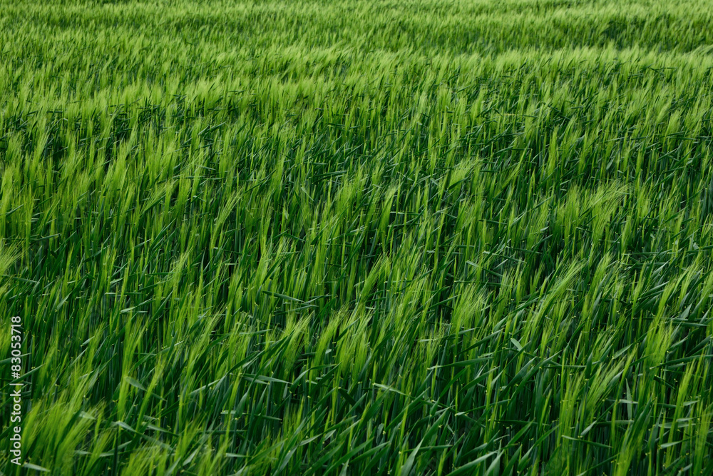 green wheat and windy weather green wheat and windy weather