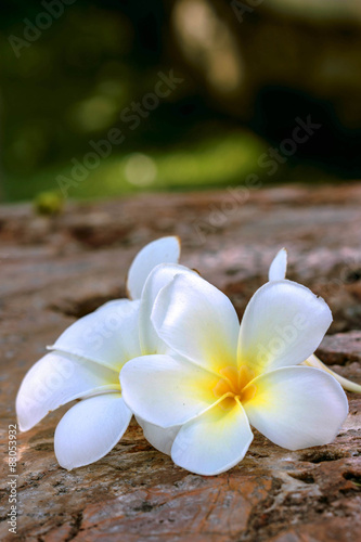 frangipani flower on the rock