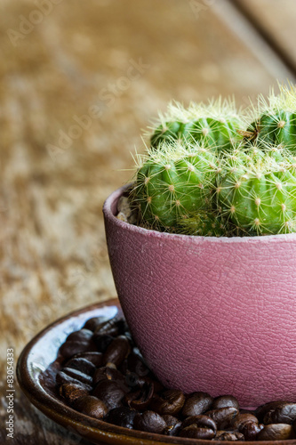 cactus on coffee dish photo