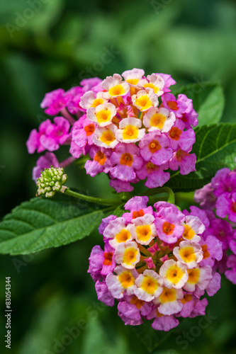 Fototapeta Naklejka Na Ścianę i Meble -  pink lantana flower