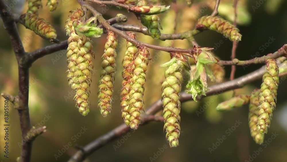 Close up Fresh Spring Catkin Flowers on Hornbeam Tree Close up Fresh Spring Catkin Flowers on Hornbeam Tree