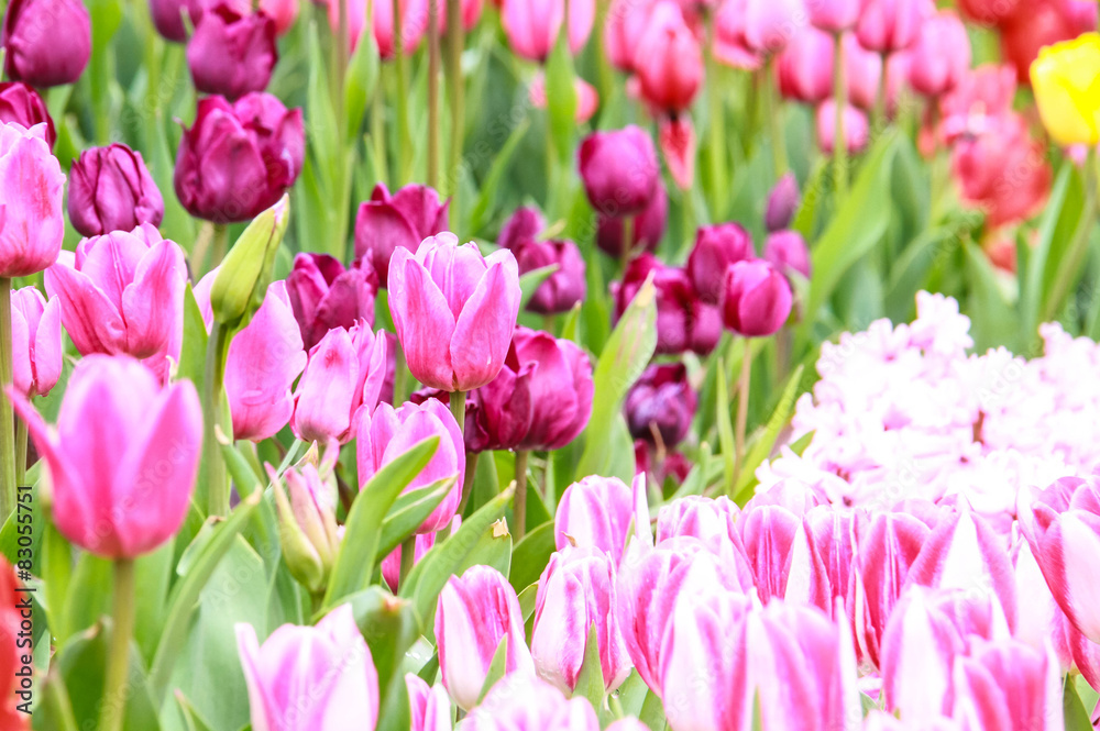 Obraz premium flower Tulips in the garden