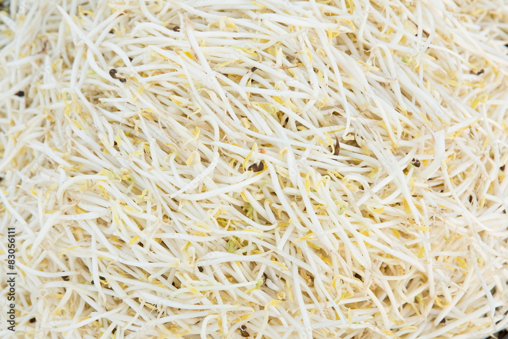 Bean Sprouts Texture - Stock image Bean Sprouts Texture - Stock image
