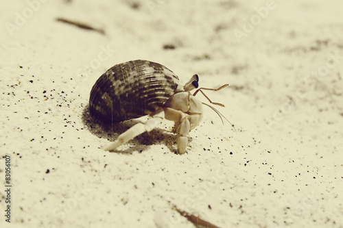 Canvas Print hermit crab walking on the beach