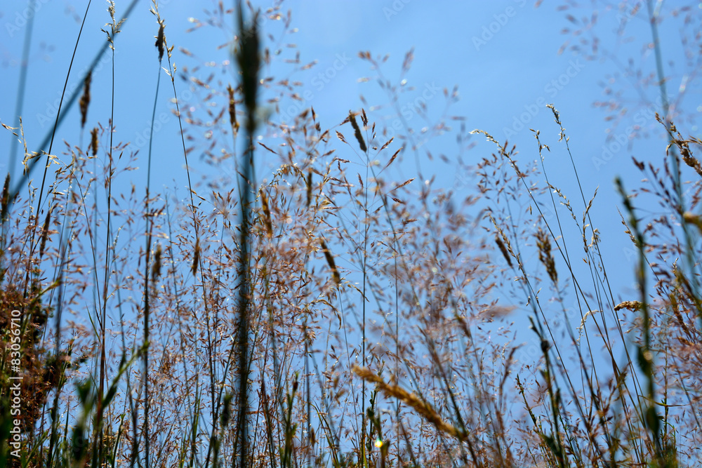 Gras Gras