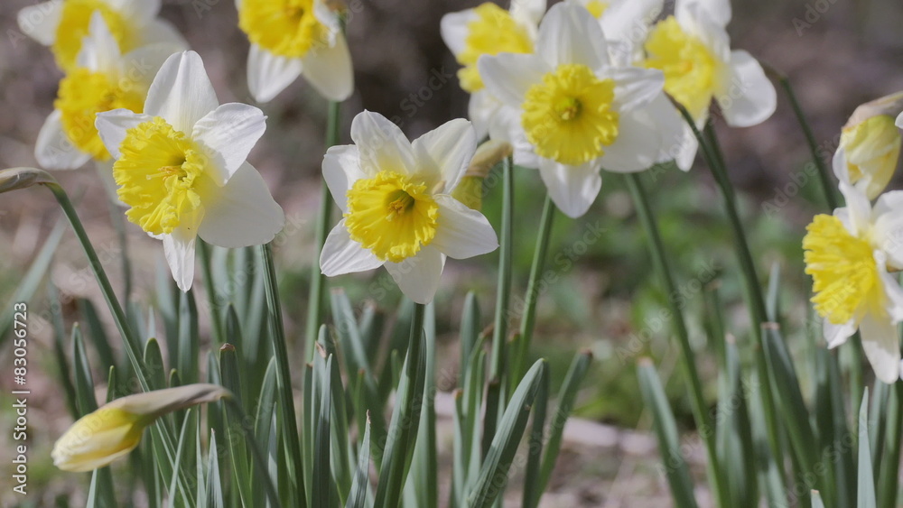 Flowers of Narcissus,in Showa Kinen Park,Japan.Filmed in 4K. Flowers of Narcissus,in Showa Kinen Park,Japan.Filmed in 4K.