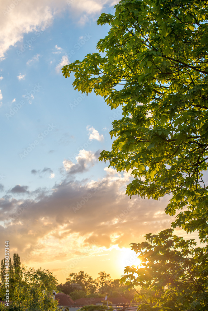 Sunset with the green tree