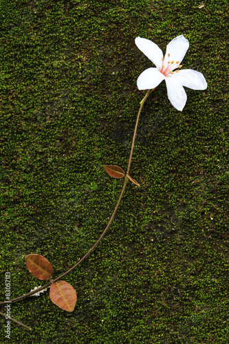 Aegiceras, dead leaves photo