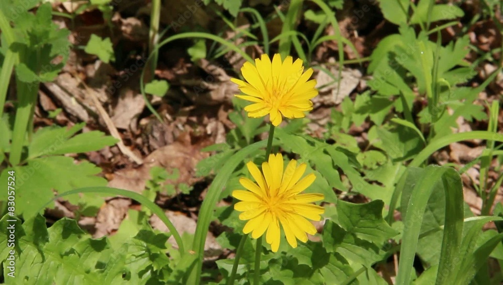 beautiful nature spring in the forest beautiful nature spring in the forest