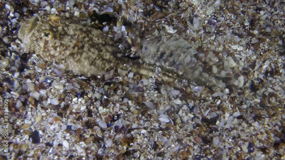 Atlantic stargazer buries itself in the sand, medium shot.
Atlantic stargazer buries itself in the sand, medium shot.