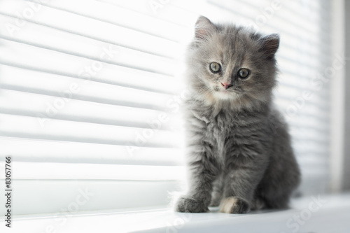 Fototapeta Naklejka Na Ścianę i Meble -  Adorable little cat looking through the window, close up portrai