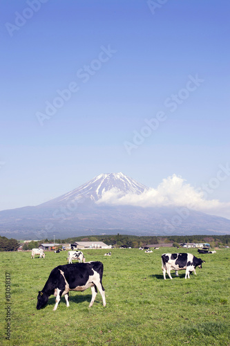 富士山と牛