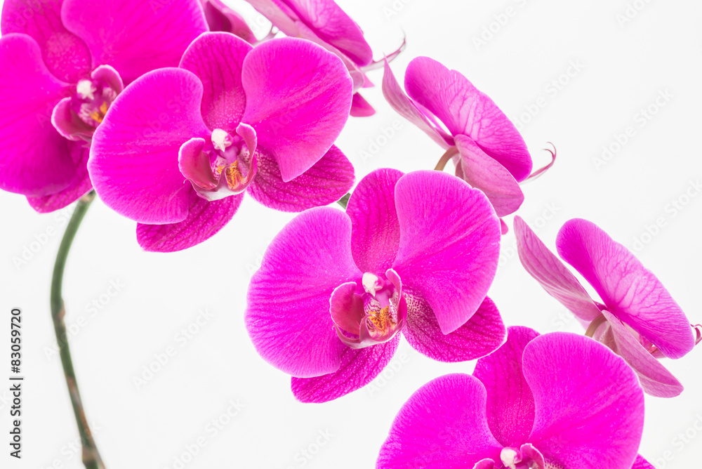 Naklejka premium Storczyki Purple Moth z bliska
