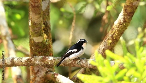 Little Pied Flycatcher (Ficedula westermanni) in Borneo photo