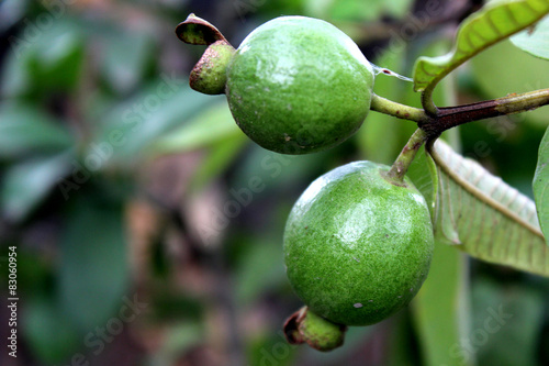 Wallpaper Mural Guava Plant Torontodigital.ca