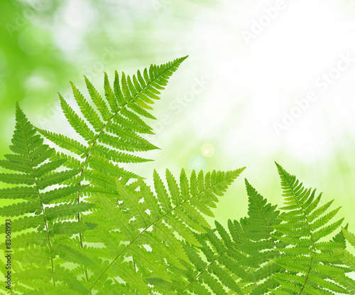 Fern leaf on green natural background