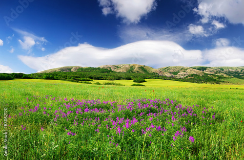 Field with flowers in mountain valley. Natural summer landscape