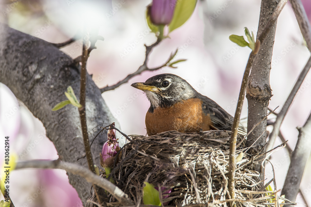 Fototapeta premium American robin (Turdus migratorius)
